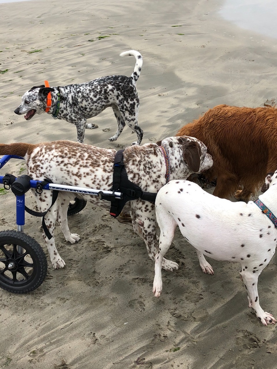 Rest in Peace Sweet Harry, an adoptable Dalmatian, Pointer in Newport Beach, CA, 92660 | Photo Image 6