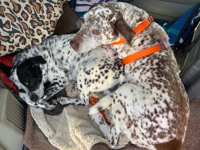 Pointer dalmatian hot sale cross