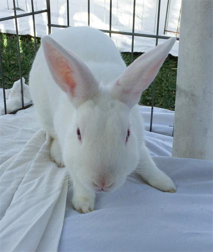 CECILY, an adoptable Dwarf in San Clemente, CA_image-2
