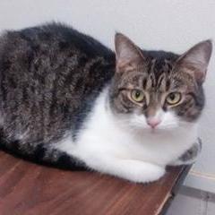Pepsi, an adoptable Tabby in Philippi, WV_image-1