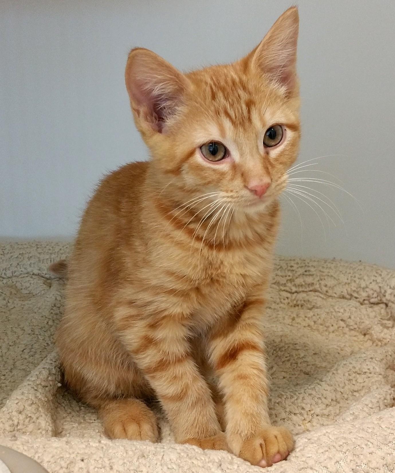 Aramis   KITTEN, an adoptable Tabby, Domestic Short Hair in Santa Fe, TX, 77517 | Photo Image 1