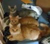 Aramis   KITTEN photo 3