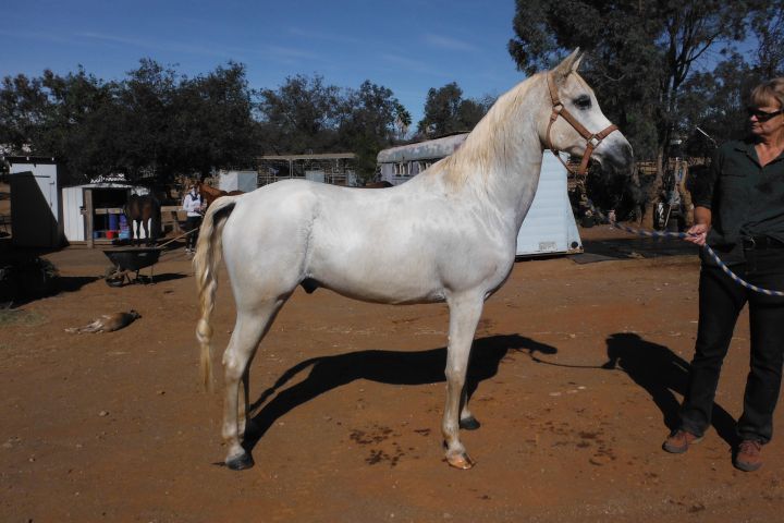 MS Shara Dream, an adoptable Arabian in Valley Center, CA_image-2