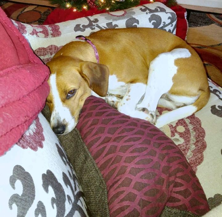 Sally, an adopted Beagle in Kansas City, MO_image-2