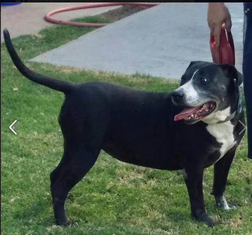 SUZIE Q, an adoptable Labrador Retriever in Chandler, AZ, 85249 | Photo Image 1