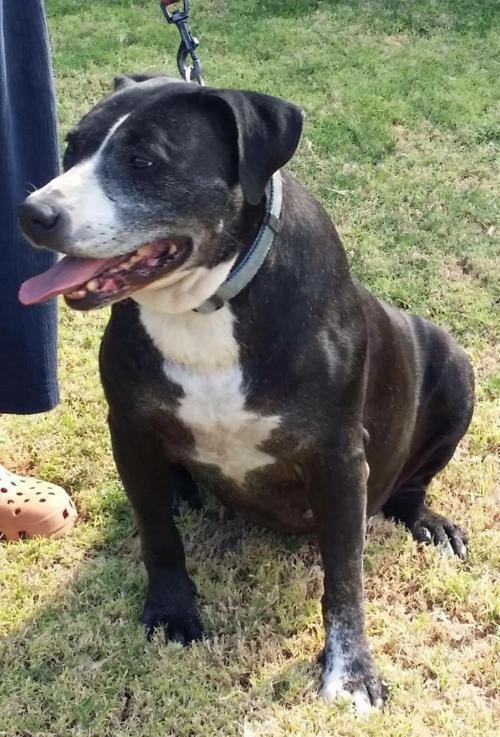 SUZIE Q, an adoptable Labrador Retriever in Chandler, AZ, 85249 | Photo Image 2