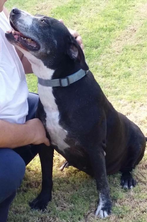 SUZIE Q, an adoptable Labrador Retriever in Chandler, AZ, 85249 | Photo Image 3