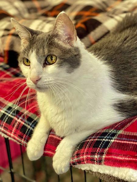 Max, an adoptable Domestic Short Hair in Freeport, NY_image-2