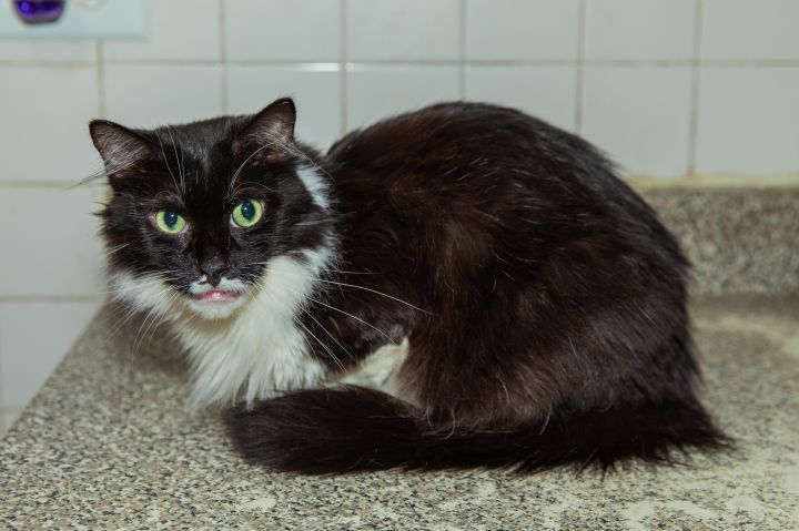 Pip, an adoptable Maine Coon in Chicago, IL_image-2