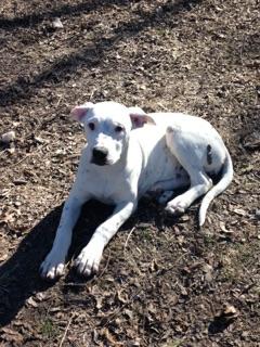 Poppy, an adoptable Dogo Argentino & Pointer Mix in Burleson, TX_image-1