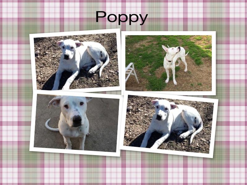 Poppy, an adoptable Dogo Argentino, Pointer in Burleson, TX, 76028 | Photo Image 2