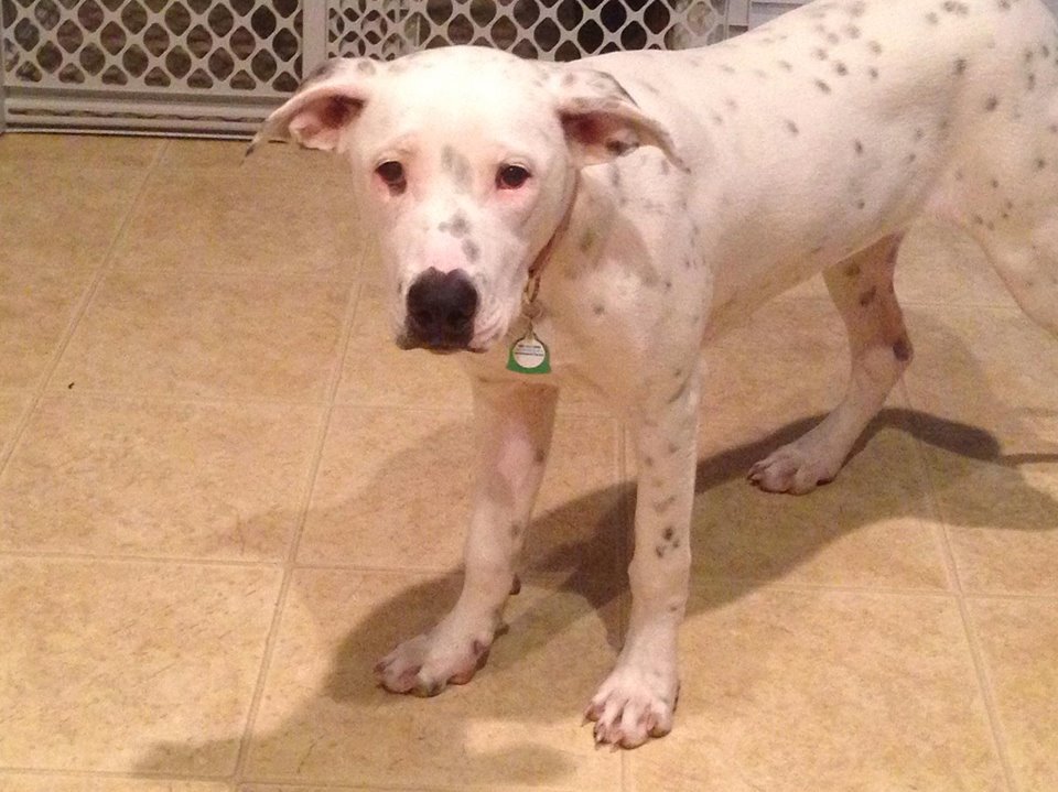 Poppy, an adoptable Dogo Argentino, Pointer in Burleson, TX, 76028 | Photo Image 3