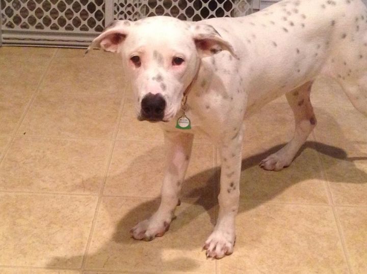 Poppy, an adoptable Dogo Argentino & Pointer Mix in Burleson, TX_image-3