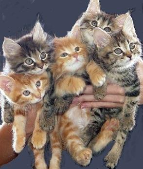 dobby kittens for sale
