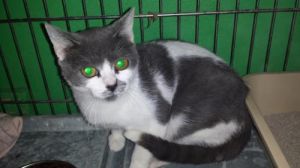 Gremlin, Young Female unknown
