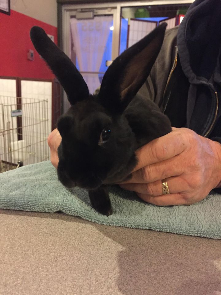 Chase, an adopted Mini Rex in Winfield, IL_image-1