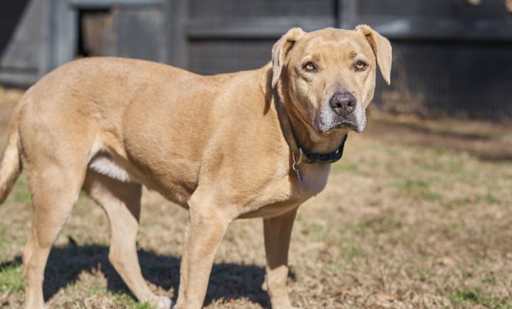 Brave Heart, an adoptable American Staffordshire Terrier Mix in Hollywood, SC_image-2
