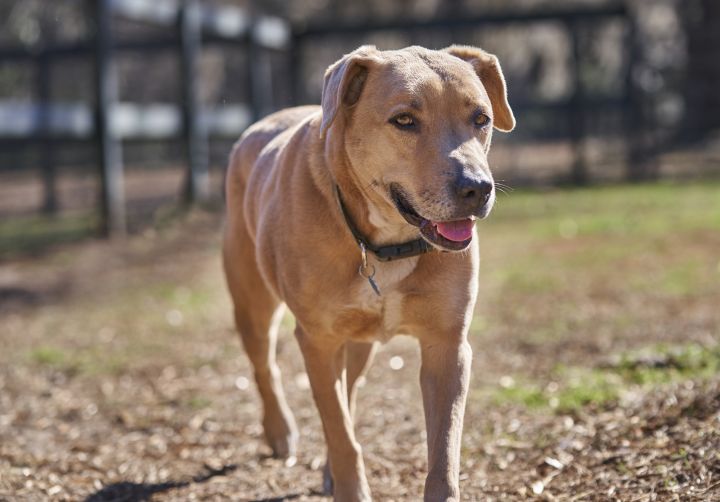 Brave Heart, an adoptable American Staffordshire Terrier Mix in Hollywood, SC_image-1