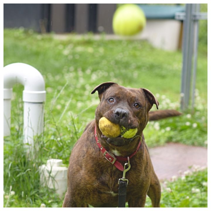 Cola, an adopted American Staffordshire Terrier & Mastiff Mix in Yonkers, NY_image-3