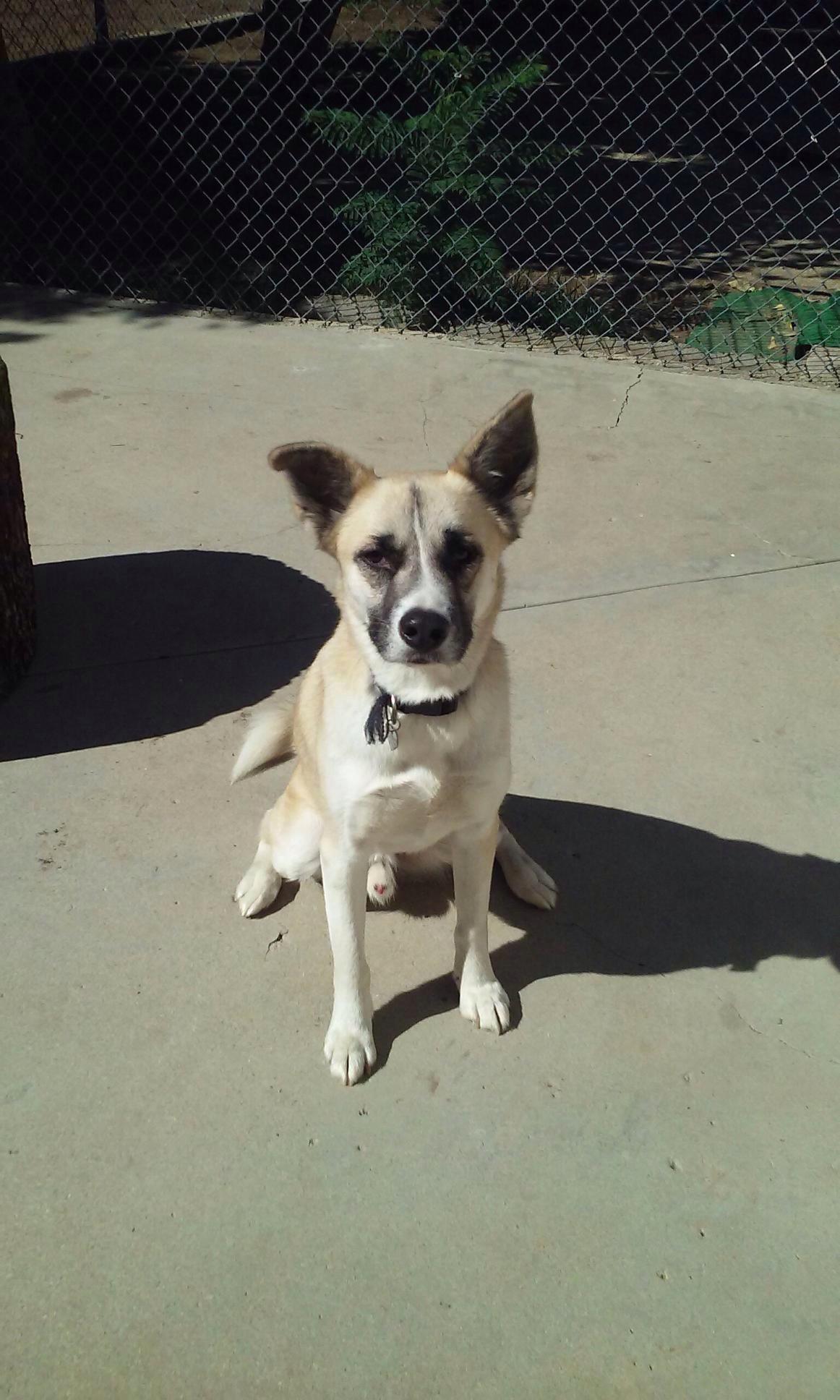 Rudy, an adoptable Pointer, Husky in Studio City, CA, 91604 | Photo Image 2