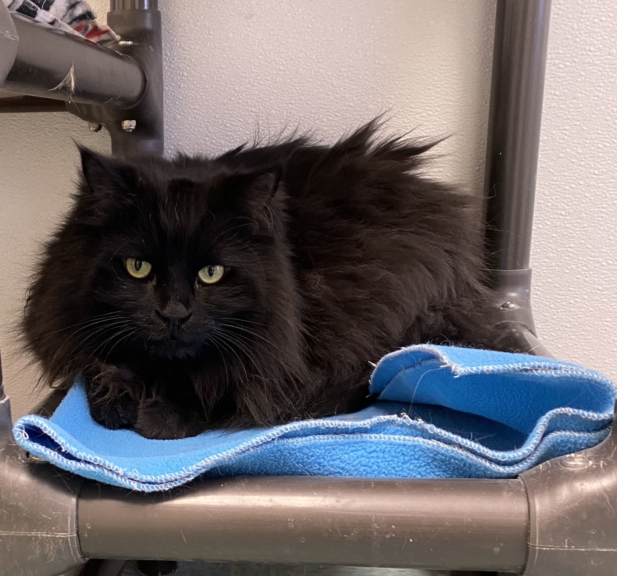 Ophelia, an adoptable Domestic Long Hair in Rochester, NY, 14622 | Photo Image 4