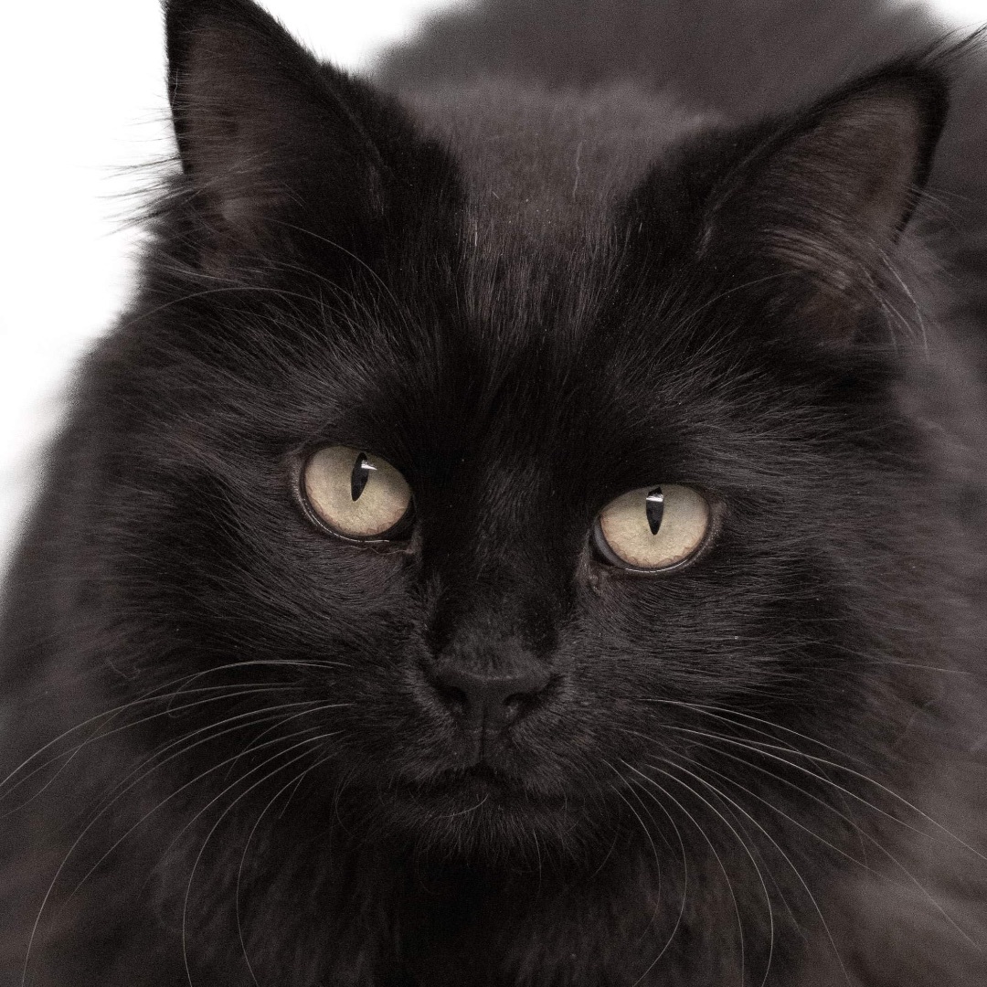 Ophelia, an adoptable Domestic Long Hair in Rochester, NY, 14622 | Photo Image 1