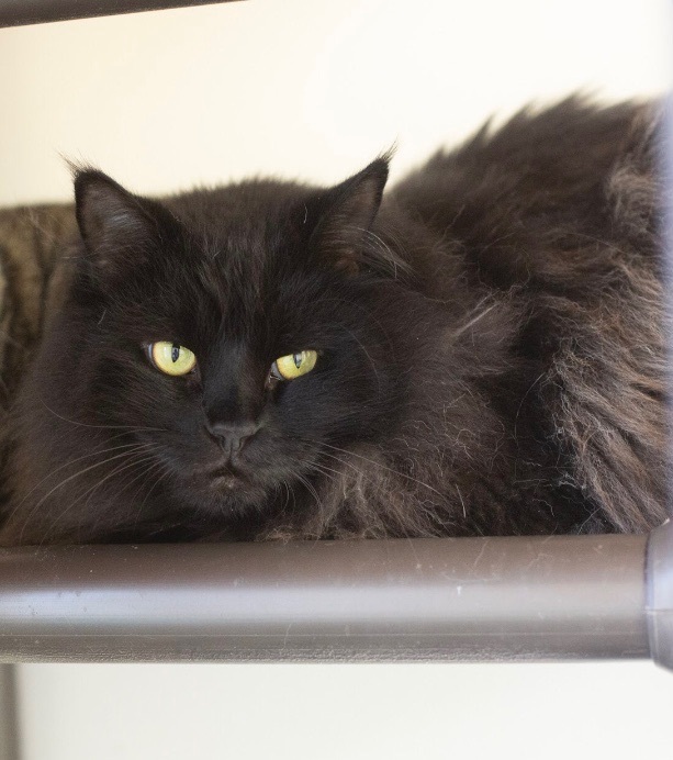 Ophelia, an adoptable Domestic Long Hair in Rochester, NY, 14622 | Photo Image 5