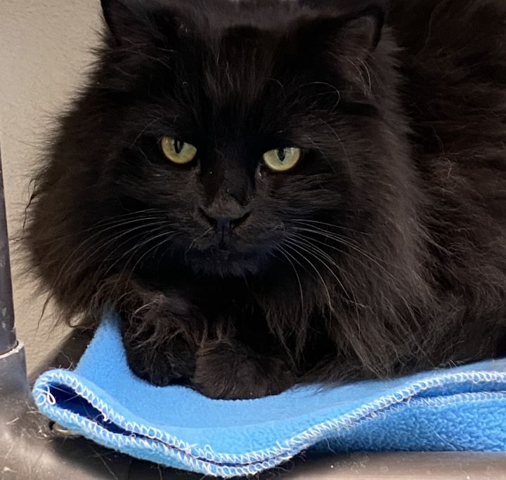Ophelia, an adoptable Domestic Long Hair in Rochester, NY_image-6