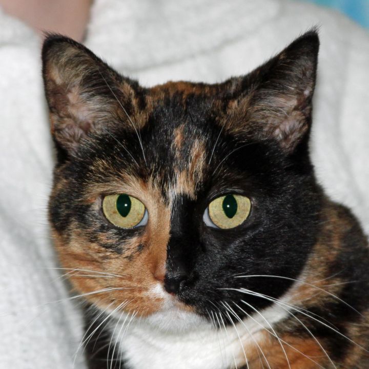 Isabelle  ( lap cat ) 1