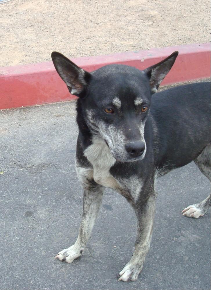 Sweet Pea aka Sadie, an adoptable Shepherd in Las Vegas, NV, 89136 | Photo Image 2