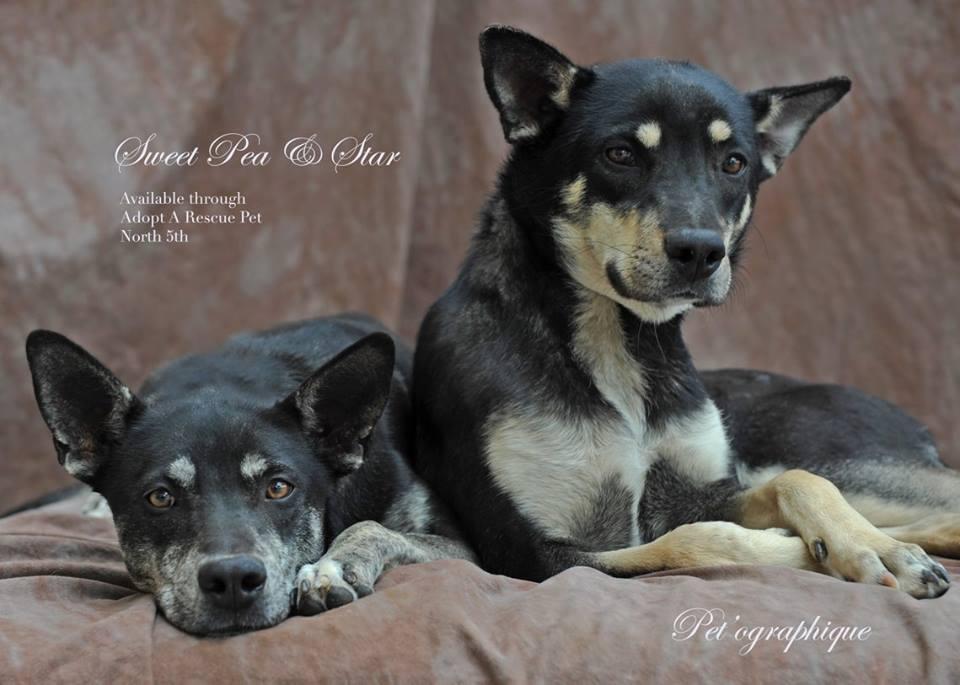 Sweet Pea aka Sadie, an adoptable Shepherd in Las Vegas, NV, 89136 | Photo Image 3