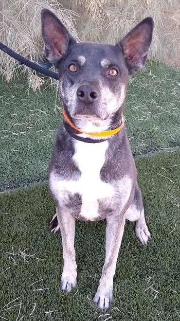 Sweet Pea aka Sadie, an adoptable Shepherd in Las Vegas, NV, 89136 | Photo Image 1