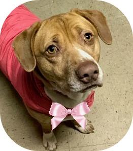 Tender, an adoptable Basset Hound, Labrador Retriever in Mount Laurel, NJ, 08054 | Photo Image 1