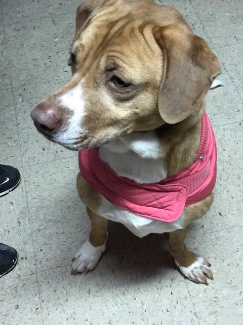 Tender, an adoptable Basset Hound, Labrador Retriever in Mount Laurel, NJ, 08054 | Photo Image 3