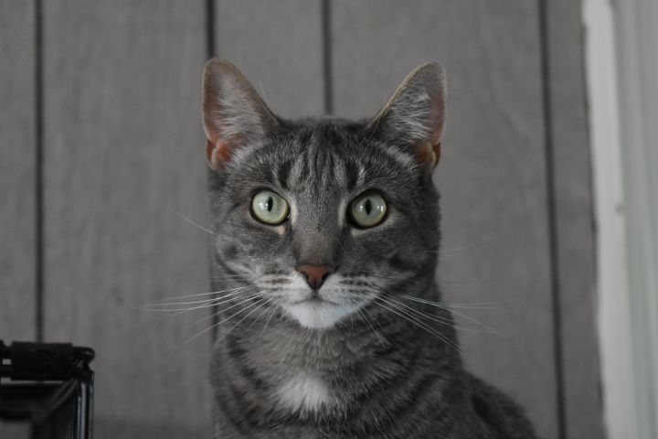 Pancake, an adopted Domestic Short Hair in Burlingham, NY_image-1