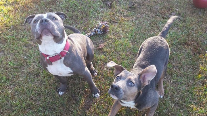 Dog For Adoption - Goku, A Blue Lacy & American Staffordshire Terrier Mix  In Hubert, Nc | Petfinder