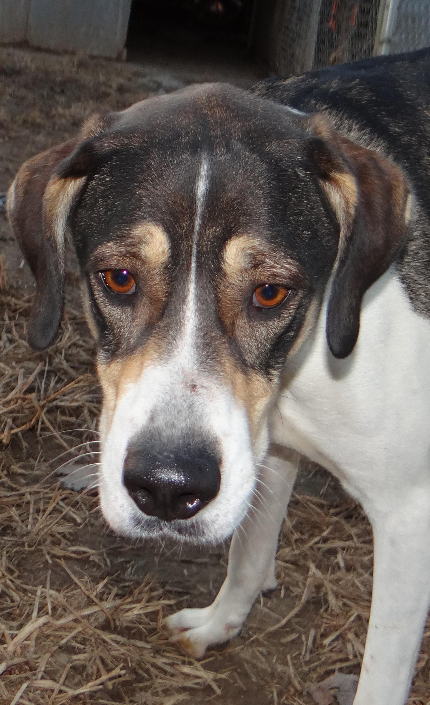 Bandit and Carly, an adoptable Hound, Great Dane in Lawrenceville, IL, 62439 | Photo Image 1