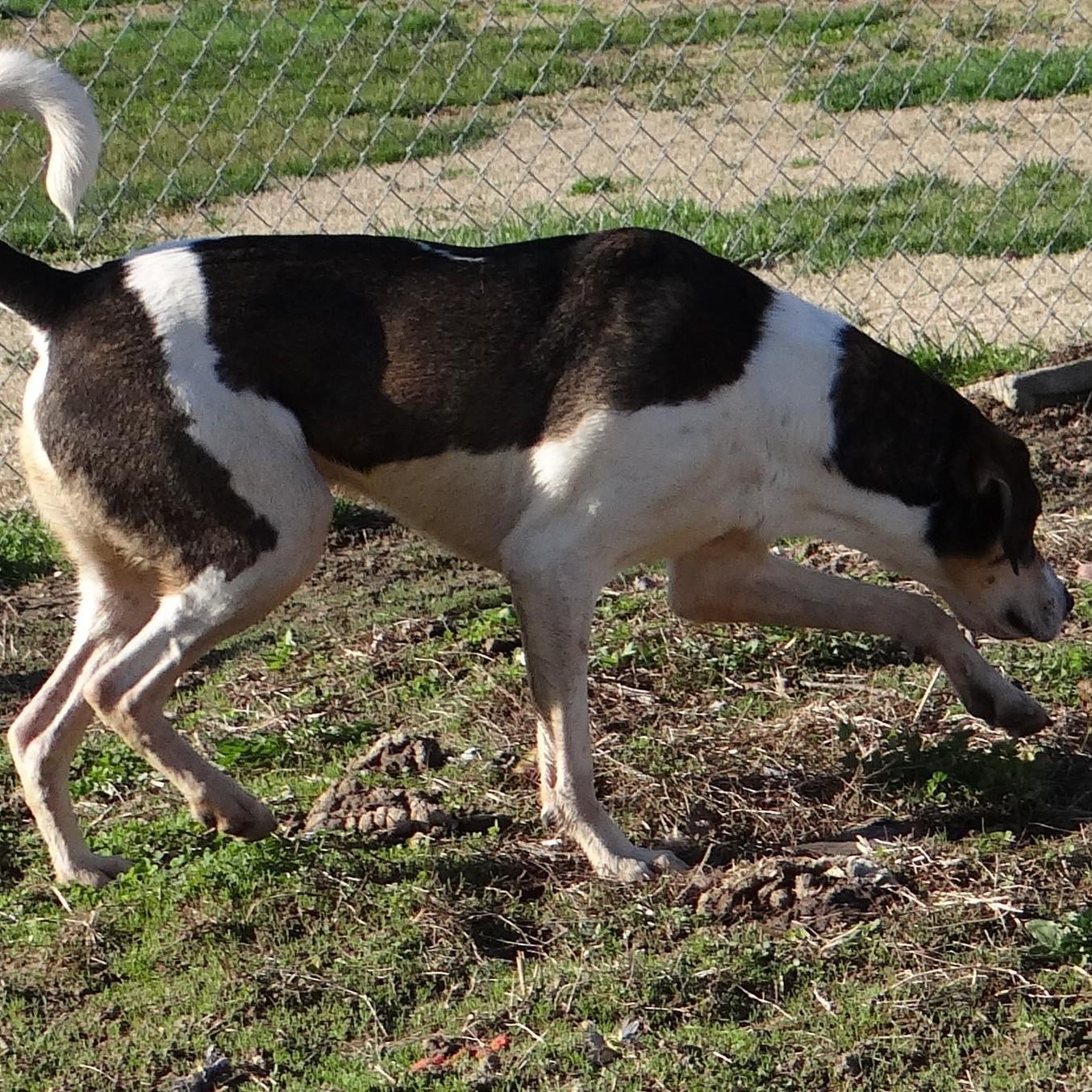 Bandit and Carly, an adoptable Hound, Great Dane in Lawrenceville, IL, 62439 | Photo Image 3