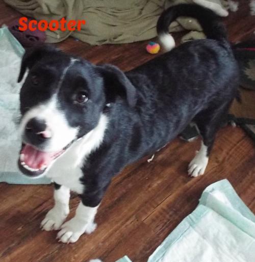 Scooter, an adoptable Border Collie Mix in San Antonio, TX_image-1