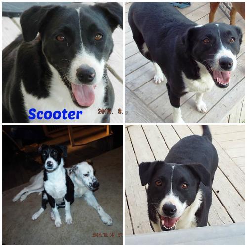 Scooter, an adoptable Border Collie in San Antonio, TX, 78251 | Photo Image 2