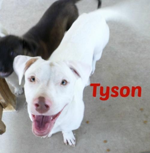 Tyson, an adoptable Basset Hound, Labrador Retriever in San Antonio, TX, 78251 | Photo Image 1