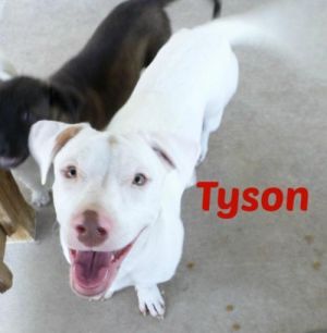 Tyson, Adult Male unknown