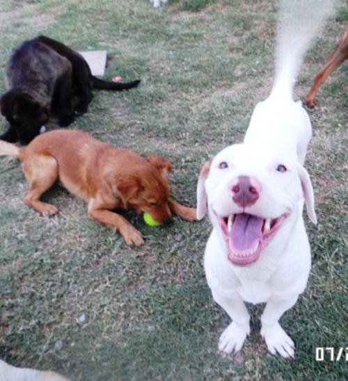 Tyson, an adoptable Basset Hound, Labrador Retriever in San Antonio, TX, 78251 | Photo Image 2