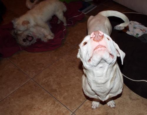 Tyson, an adoptable Basset Hound & Labrador Retriever Mix in San Antonio, TX_image-3