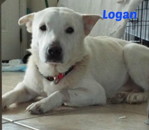 Logan, an adoptable Border Collie in San Antonio, TX, 78251 | Photo Image 1