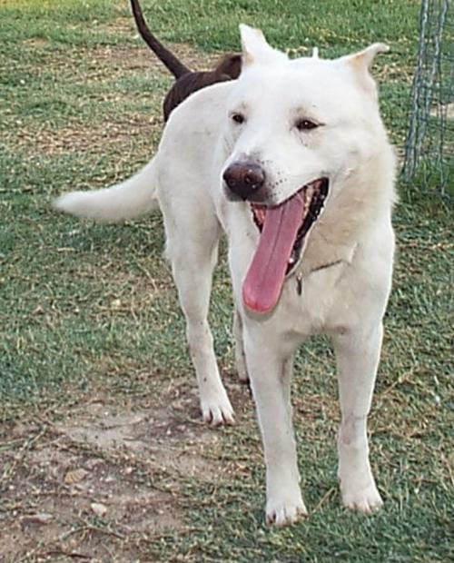 Logan, an adoptable Border Collie in San Antonio, TX, 78251 | Photo Image 2