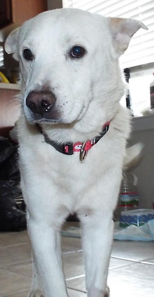 Logan, an adoptable Border Collie in San Antonio, TX, 78251 | Photo Image 3