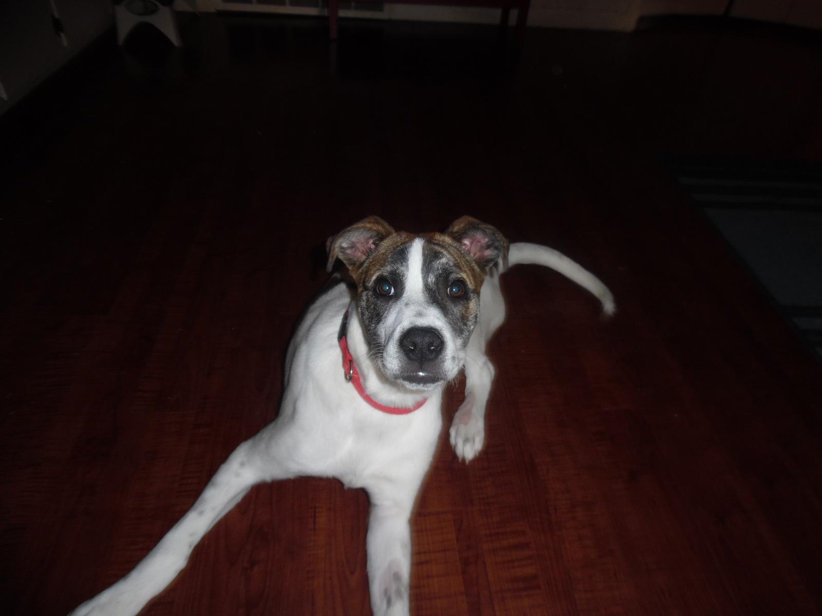 Bernie, an adoptable Boxer in Lubbock, TX, 79411 | Photo Image 1