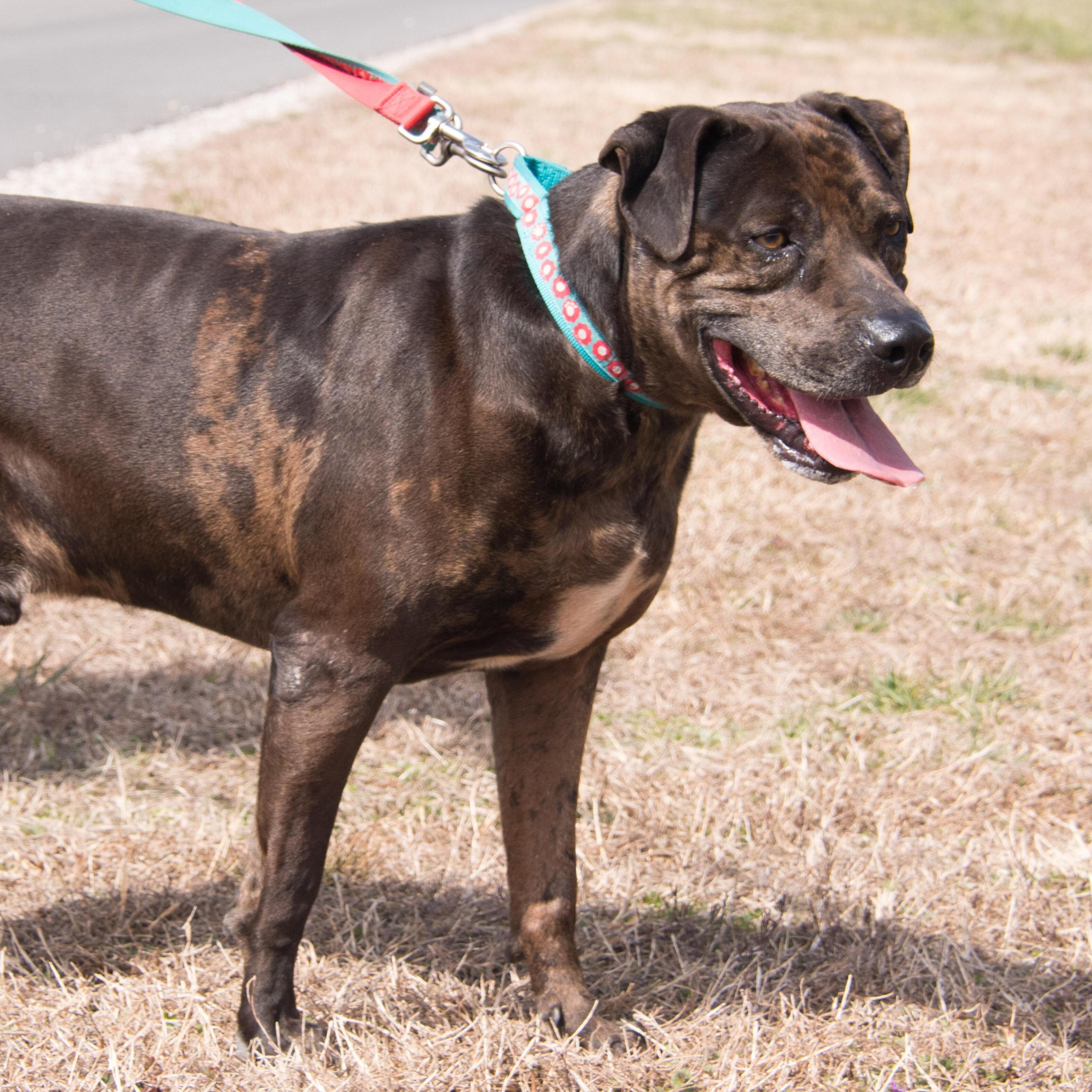 Bandit - smart & sensitive, an adoptable Catahoula Leopard Dog in Midlothian, VA, 23112 | Photo Image 2