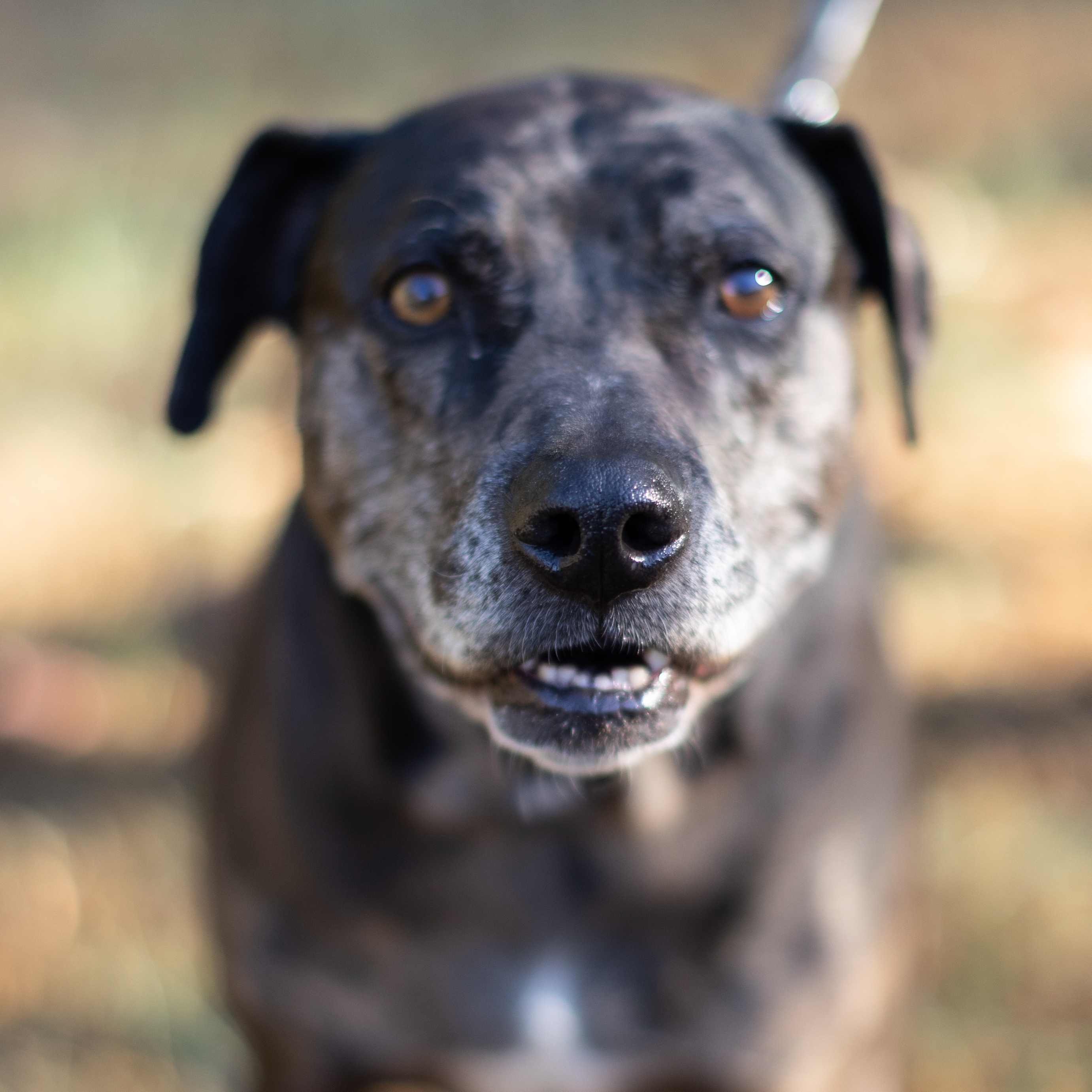 Bandit - smart & sensitive, an adoptable Catahoula Leopard Dog in Midlothian, VA, 23112 | Photo Image 1